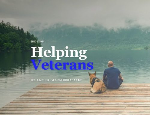 Service Dogs for Veterans: Helping Heroes Reclaim Their Lives