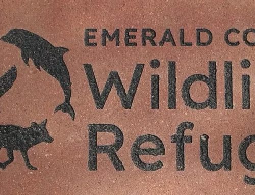 Emerald Coast Wildlife Refuge: A Second Chance for Florida’s Wild Neighbors